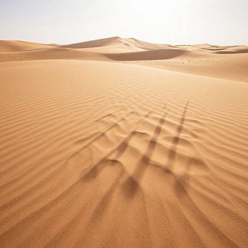 Photograph of sunlit desert sand dunes with rippled textures and long shadows stretching across the golden-orange, undulating sand.