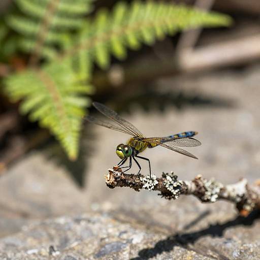 Camouflaged Dragonfly on Lichen Twig