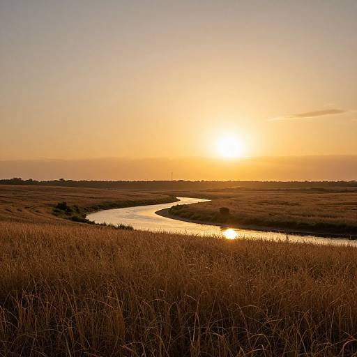Serene Golden Fields at Sunset