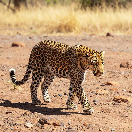 Leopard Walking on Sunlit Rocky Plain
