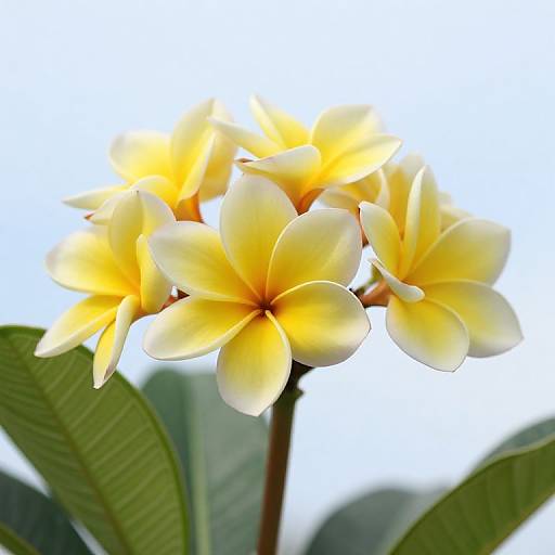 Photograph of bright yellow and white plumeria flowers with soft, smooth petals and green leaves against a clear, blue sky.