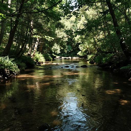 Tranquil Woodland Stream at Dusk