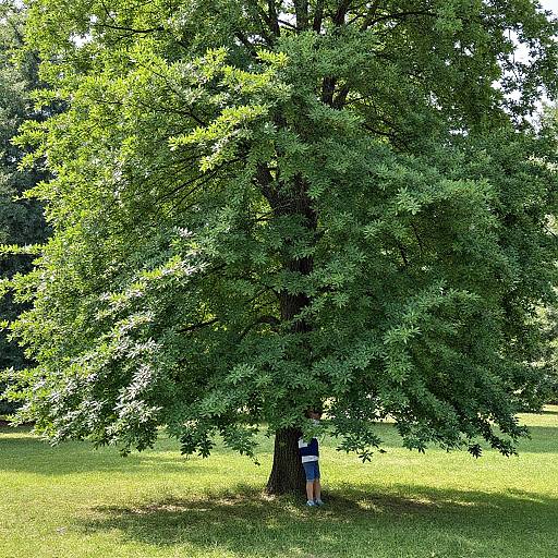 Child Hiding Behind Large Tree in Park