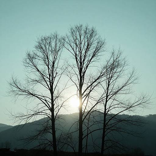 Photograph of three bare, leafless trees silhouetted against a bright sun setting behind a mountain, with a clear blue sky.