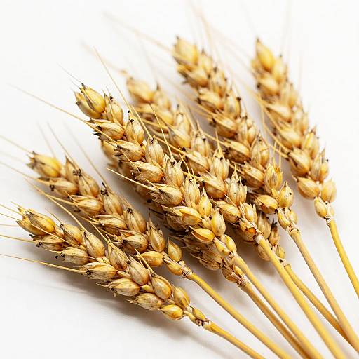 Close-Up Golden Wheat Stalks