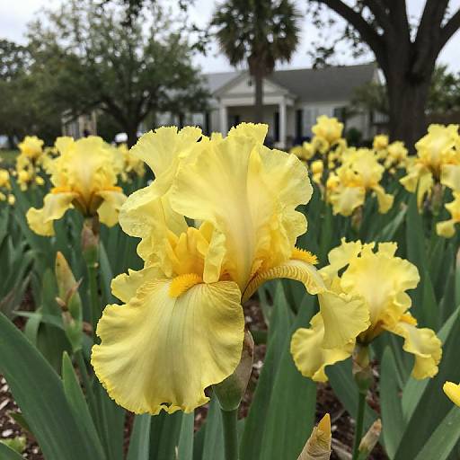 Yellow Irises in Charleston Landscape