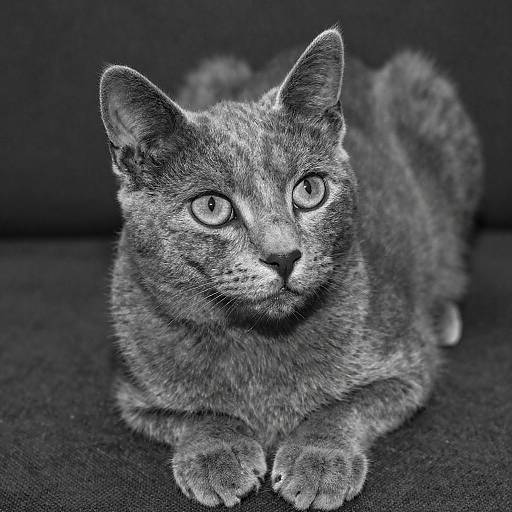 Close-Up Portrait of a Gray Cat