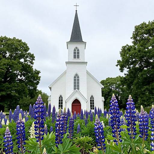 Charming Little Church Among Lupines