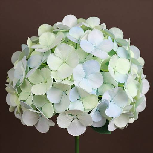 Photograph of a glowing white hydrangea bouquet against a dark brown background, with soft, luminous petals illuminating the scene.