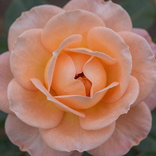 Close-Up of a Peach Rose in Bloom