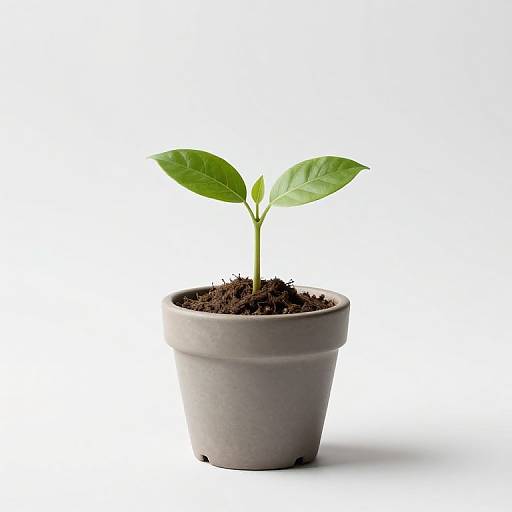 Minimalist Plant Growth Investment Design