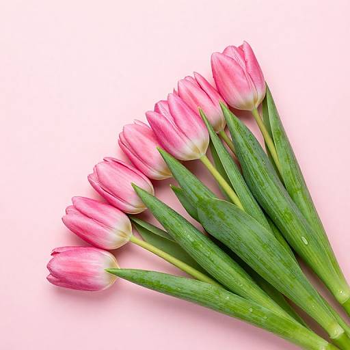 Photograph of a bouquet of pink and white tulips with green stems, arranged in a fan-like shape against a white background.