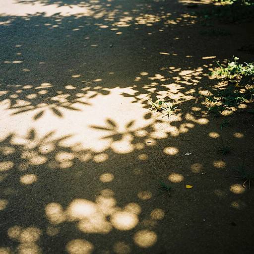 Dappled Sunlight on Forest Floor