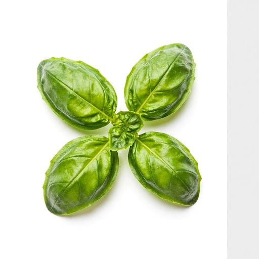 Fresh Basil Leaves on White Background