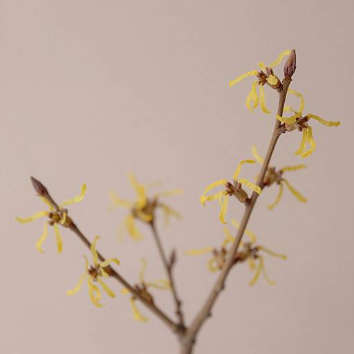 Close-up photograph of a budding branch with small, yellow flowers against a soft, pale pink background. The flowers are delicate and curled.