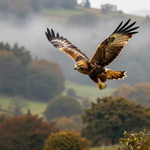 Majestic Golden Hawk Over Misty Hills