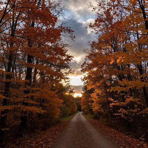 Serene Autumn Path Through Forest