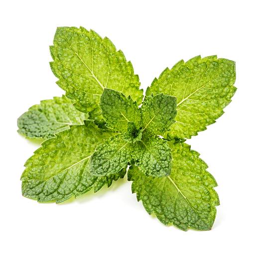 Fresh Green Mint Leaves Photograph