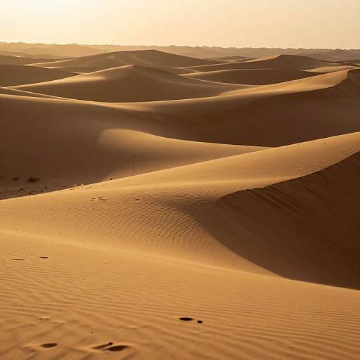 Glass Dunes in Desert Solitude