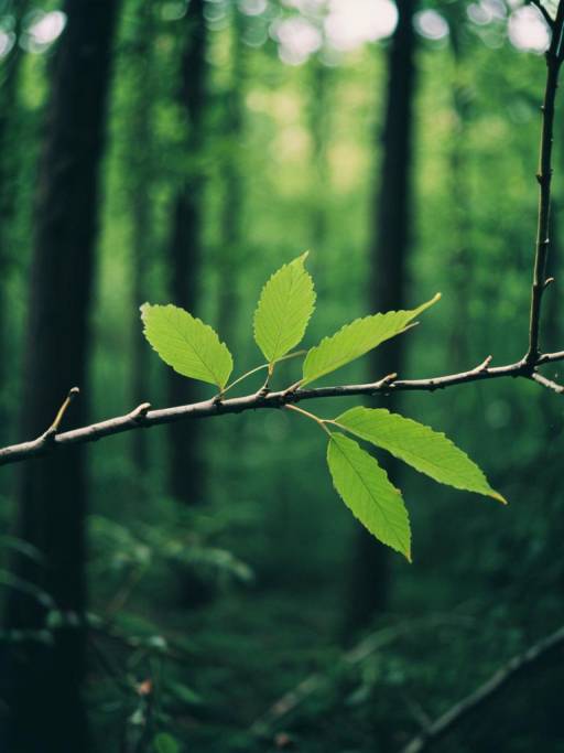 Green Leaves on Branch in Forest
