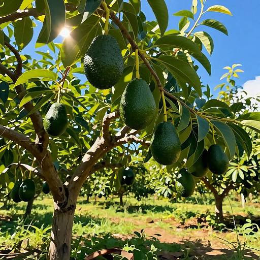 Photograph of sunlit avocado tree with ripe, green avocados hanging from thick branches, surrounded by lush leaves and clear blue sky.