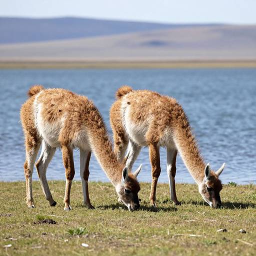 Guanacos Feeding at Lake Sarmiento