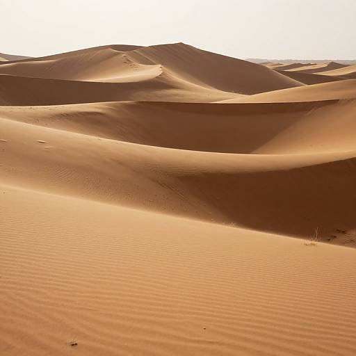 Photograph of sunlit desert sand dunes with rippled textures, warm golden-brown hues, and gently rolling waves under a bright white sky.