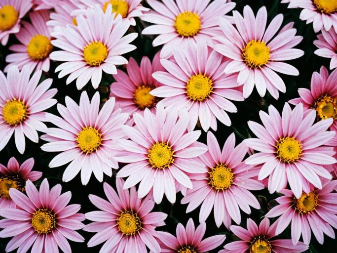 Vibrant Pink Flower Wallpaper Design