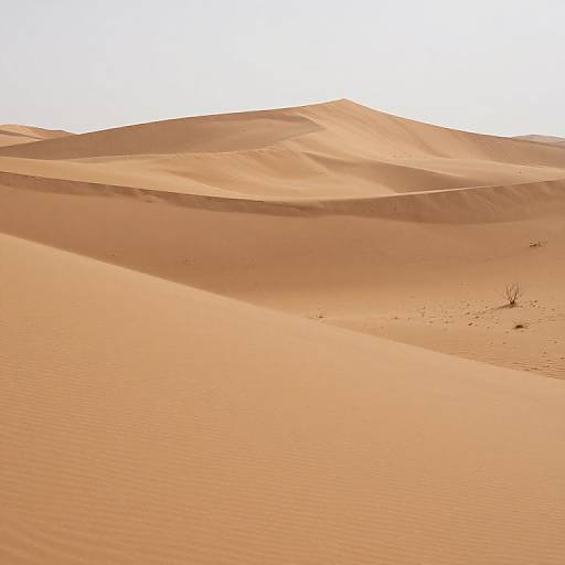 Photograph of a sunlit, orange desert with gently rolling sand dunes, casting soft shadows, and sparse vegetation near the bottom right.