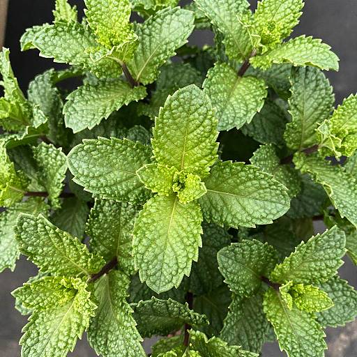 Close-Up of Fresh Green Mint Leaves