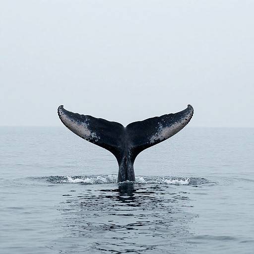 Minimalist Whale Tail Splash
