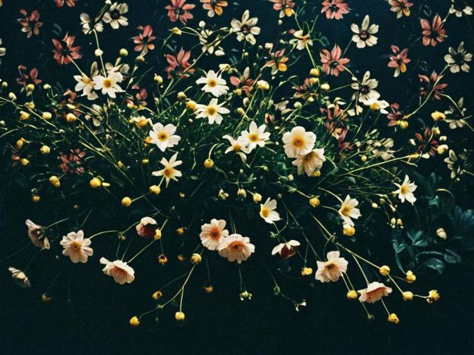 Close-Up Floral Dark Wallpaper Design