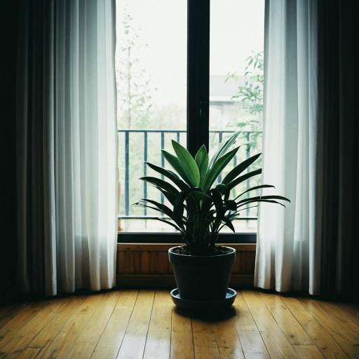 Indoor Potted Plant by Window