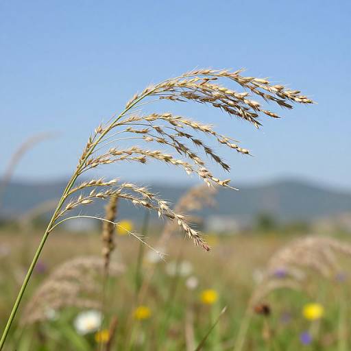 Photograph of tall, golden wheat stalks against a bright blue sky, with a blurred meadow of colorful wildflowers and distant hills in the background