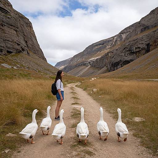 Photograph of a woman with long dark hair, white shirt, denim shorts, and black backpack, walking a path flanked by seven white geese