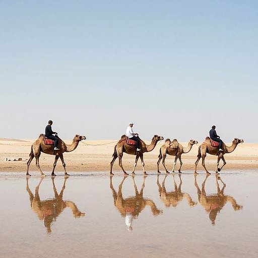 Photograph of three camels with riders, walking in a reflective shallow desert sand, clear blue sky, bright sunlight, silhouetted against the