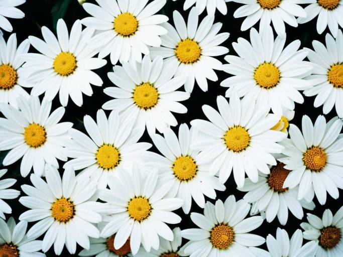 Elegant White Floral Background Wallpaper