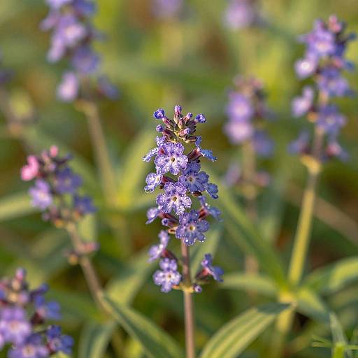 Sunlit Verbena Flowers in Meadow