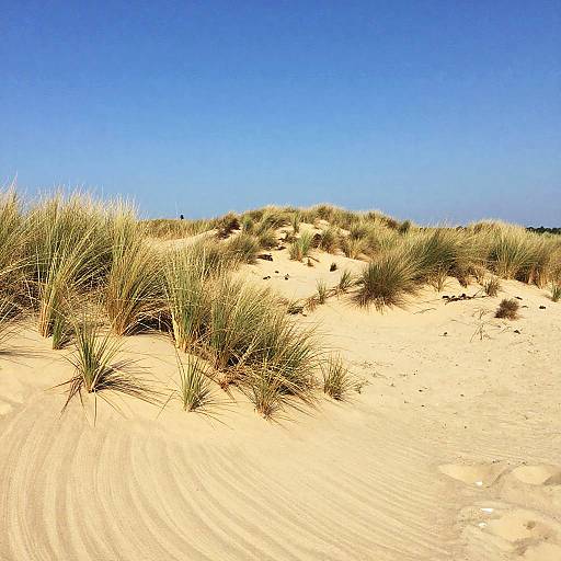 Impressionist Open Heathland Heatwave