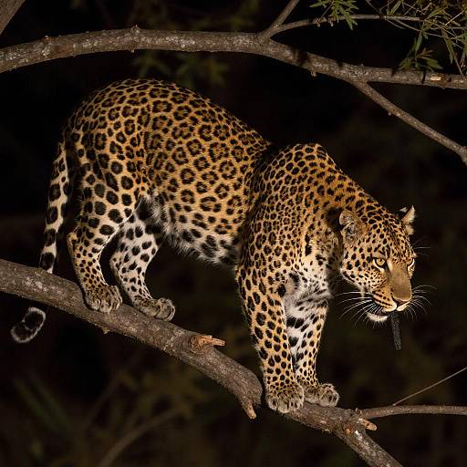 Dramatic Nighttime Leopard Portrait