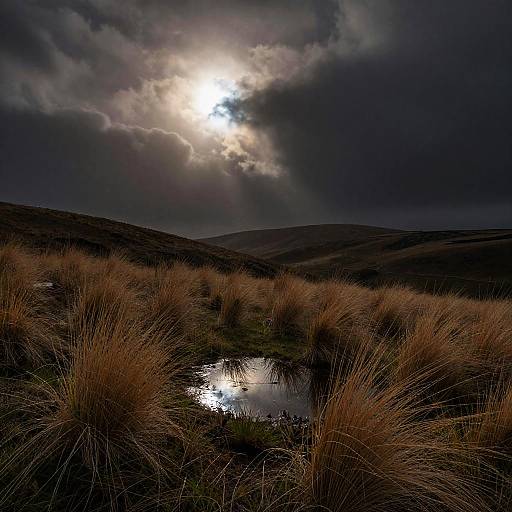 Moody Dark Landscape with Golden Grasses