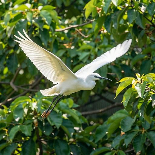 Photograph of a white egret with outstretched wings, flying over lush green foliage with sunlight filtering through the leaves.