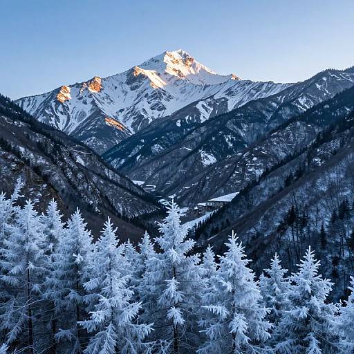 Photograph of a snow-covered mountain peak with sunlight highlighting the top, surrounded by frosty evergreen trees in the foreground.