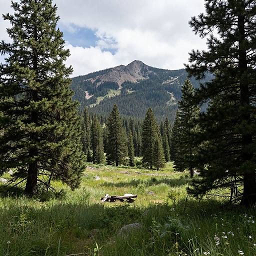 Uncompahgre National Forest Scenery