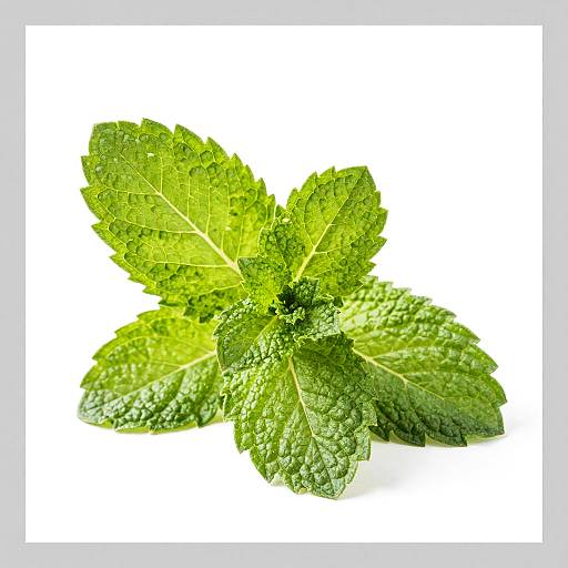 Fresh Mint Leaves Close-Up