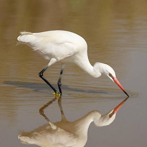 Elegant Egret Reflecting in Golden Water