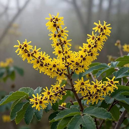 Photograph of vibrant yellow, star-shaped flowers with dark centers on a bush, set against a misty, blurred forest background.