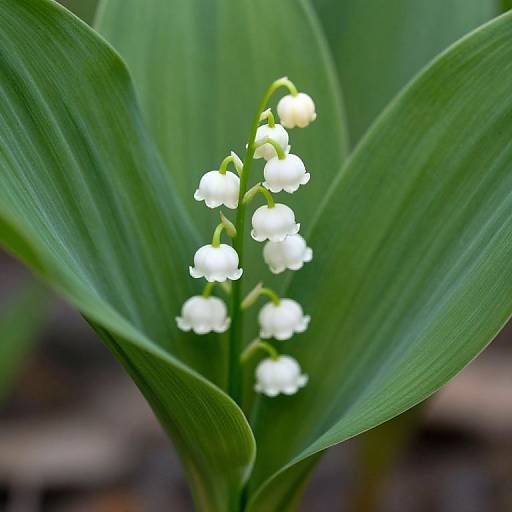 Delicate Lily of the Valley Blossom