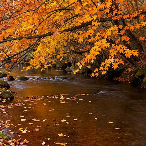 Autumn Tranquility at Brookshield