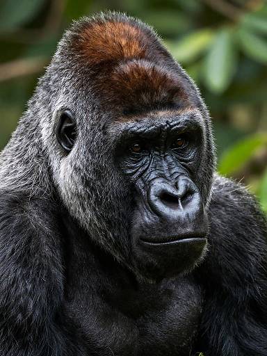 Photograph of a close-up gorilla with dark fur, a reddish-brown crown, and a somber expression, set against a blurred green